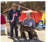 Bodø 03.06.2017 - Norsk Boxerklubb avd. Nordland - CERT 2BHK