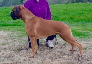 Boxerdalen's Golden Heart 030617