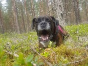 Den populære Boxerleiren er i gang, med deltakere fra hele landet. Faktisk deltakere fra både Sverige og Tyskland