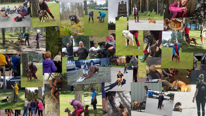 Boxerleier2017