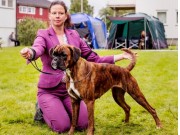 Trondheim 01.07.2017 - Norsk Kennel Klub - CERT, 3.BTK