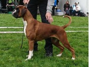 Trondheim 01.07.2017 - Norsk Kennel Klub - CACIB BIM