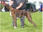 Trondheim 01.07.2017 - Norsk Kennel Klub - BIR Valp