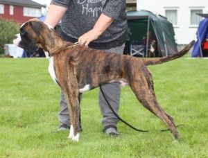 Royal Angels Crobox Bacchus Jr 020717