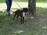 Slovakia 26.05.2017 - Slovakiske Boxerklubben - Excellent