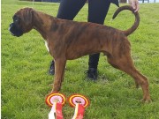 Oppdal 24.06.2017 - Gauldal Hundeklubb - BIR Valp
