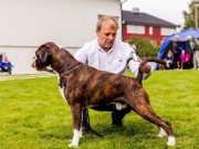 Trondheim 01.07.2017 - Norsk Kennel Klub - CACIB BIR 2.BIG