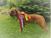 Tresfjord 09.07.2017 - Vestnes Hundeklubb - CERT BIR