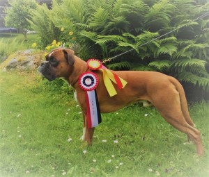 Miller Av Boxerhuset 090717