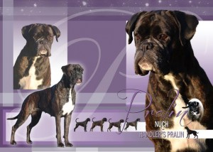 Handler's Pralin Multi Original