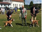 Evenrød, Fredrikstad 29.07.2017 - Norsk Boxerklubb avd. Østfold - BIR og BIM Veteran