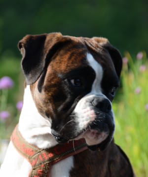 Nilas av Boxerhuset Sommer2017