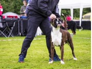 Mosjøen 12.08.2017 - Vefsn Hundeklubb - CERT 3.BHK