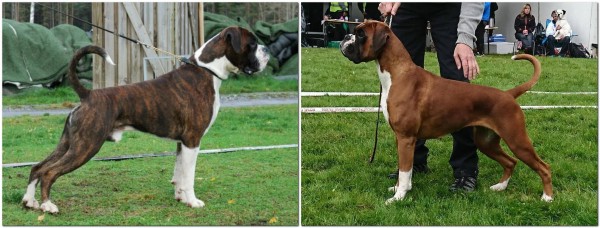 Utstillingsboxer