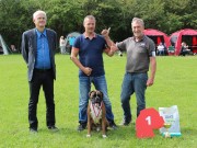 Islev/Hvidovre, Danmark 26.08.2017 - Boxer-Klubben Danmark Islev/Hvidovre Spesialutstilling - 2.BHK