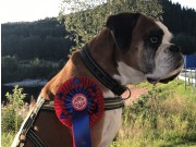 Orkdal 27.08.2017 - Orkdal Hundeklubb - Rallylydighet klasse 1