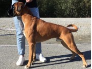 Steinkjer 02.09.2017 - Steinkjer hundeklubb - BIG1, BIS4