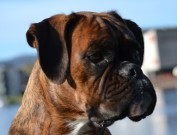 Horten 10.09.2017 - Horten Hundeklubb - Rallylydighet klasse 1