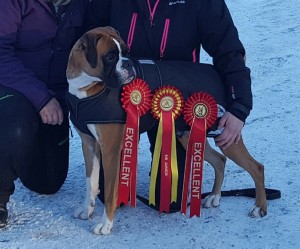 Birkeboxer Othello 20170114-1