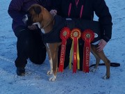 Bø i Telemark 14.01.2017 - Sandefjord Hundeklubb - BIR Junior