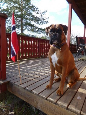 Macamiboxer Meet Ratschasi's parring