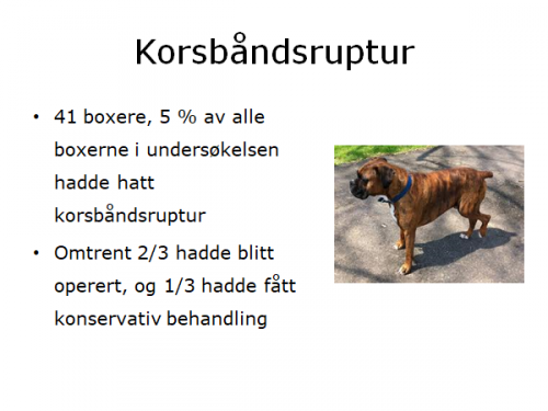 Korsbåndsruptur