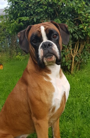 Birkeboxer Othello 220917-2