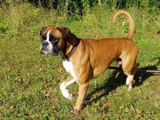 Mandal 16.09.2017 - Mandal Hundeklubb - Mentalbeskrivelse MH