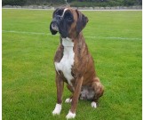 Mandal, 16.09.2017 - Mandal Hundeklubb - Mentalbeskrivelse MH