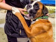 Modum 05.08.2017 - Norsk Rottweiler Klubb - NBF Spor Klasse D
