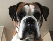 Enebakk 24.09.2017 - Flateby Hundeklubb - Rallylydighet klasse 1