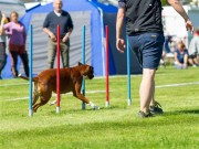 Enebakk 24.09.2017 - Flateby Hundeklubb - Rallylydighet klasse Elite
