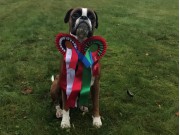 Hadeland 22.10.2017 - Hadeland Hundeklubb - Rallylydighet klasse Elite - Norsk Rallylydighetschampion N RLCH