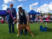 Råde 28.07.2017 - Norsk Llasa Apso Klubb - BIR Valp BIG 4 Valp