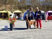 Bodø 04.06.2017 - Meløy Hundeklubb - BIR - 1.BIG