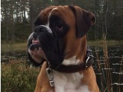 Trøgstad 29.10.2017 - Norsk Schäferhund Klubb avd. Indre Østfold - RIK Ferdselsprøve BH