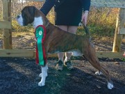 Harstad 07.10.2017 - Norsk Kennel Klub - CERT 3.BHK Norsk Utstillingschampion