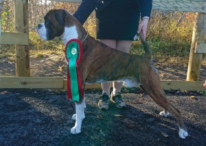 Horseboxer Scott Champ