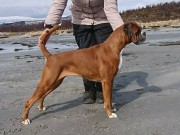 Lillestrøm 19.11.2017 - Norsk Kennel Klubs Vinnerutstilling Dogs4All - Norsk Veteranvinner 2017