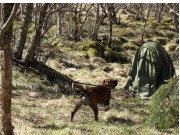 Bodø 21.05.2017 - Salten Brukshundklubb - Karaktertest K-test