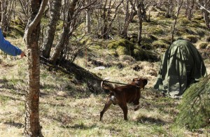 Horseboxer Scott Karakter