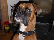 Gran 25.11.2017 - Hadeland Hundeklubb - Rallylydighet klasse 2