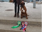 Sandefjord 14.01.2018 - Bricilla's Brace Height - CERT BIM