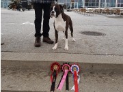 Sandefjord 14.01.2018 - Nils Av Boxerhuset - CERT 2.BHK