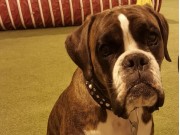 Solbergelva 08.06.2017 - Drammen Hundepark - Bronsemerke Lydighet 