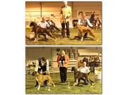 Norsk Boxerklubb sin dobbeltutstilling i Drammen Hundepark 10. - og 11. februar 2018 - BIR og BIM 