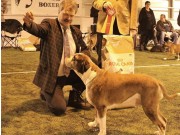 Solbergelva, Drammen Hundepark 10.02.2018 - Teverica's Ps I'll Be Back - Exc. - BIR Veteran