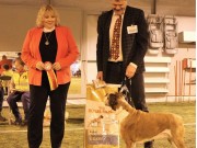 Solbergelva, Drammen Hundepark 11.02.2018 - Teverica's Ps I'll Be Back - Exc. BIR Veteran