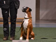 Porsgrunn 25.02.2018 - Boxerknock Dressed To Kill - Rallylydighet klasse 1