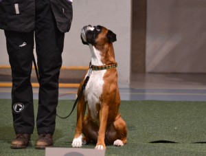 Boxerknock Dressed To Kill 2018-2